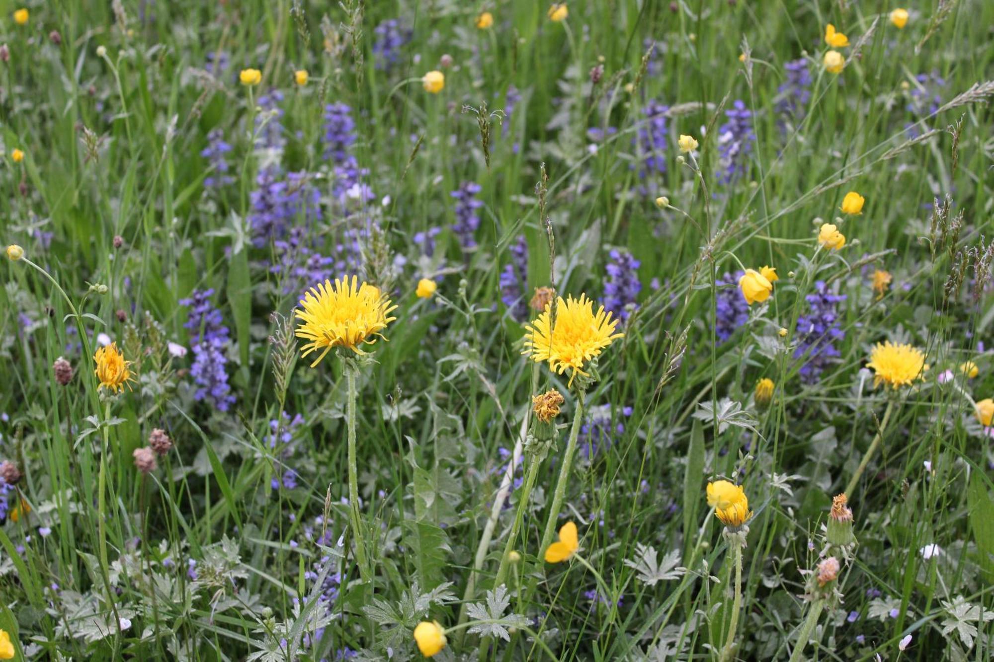 Naturparadies Silvia Alberschwende Esterno foto