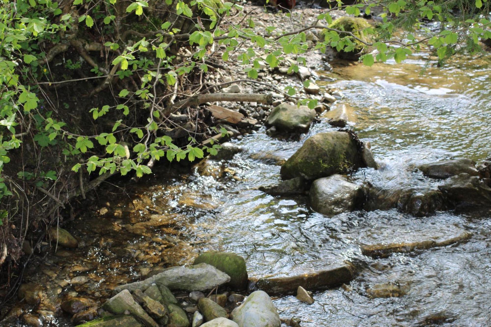 Naturparadies Silvia Alberschwende Esterno foto